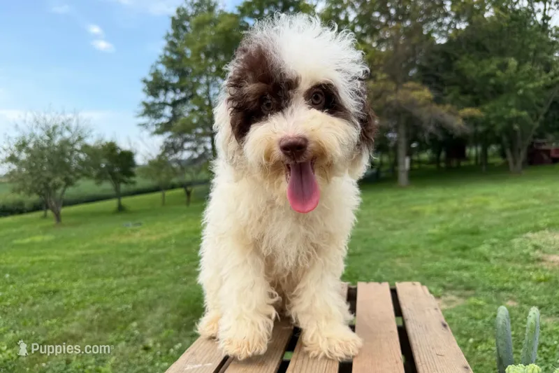 Taco – Miniature Bernedoodle puppy for sale in New Haven, IN