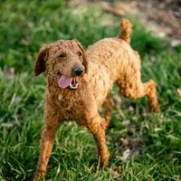Benji, a male Poodle - Miniature  for sale in New Haven, IN – Photo 2 of 2