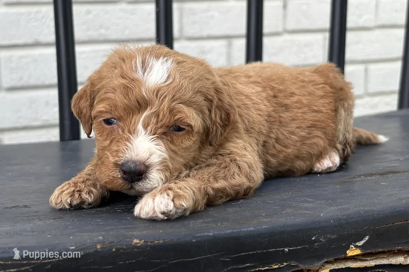 Stephanie – Miniature Goldendoodle puppy for sale in New Haven, IN