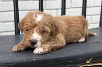 Stephanie, a female Miniature Goldendoodle for sale in New Haven, IN – 1 of 3