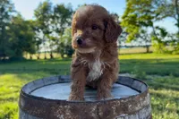Gouda, a female Miniature Goldendoodle for sale in New Haven, IN – 3 of 3