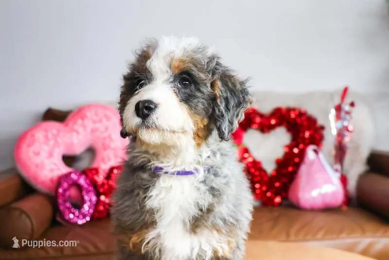 NOLA, a female Miniature Bernedoodle for sale in New Haven, IN – Photo 1 of 4