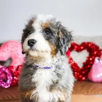NOLA, a female Miniature Bernedoodle for sale in New Haven, IN – Photo 1 of 4