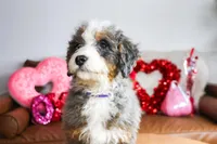 NOLA, a female Miniature Bernedoodle for sale in New Haven, IN – Photo 1 of 4