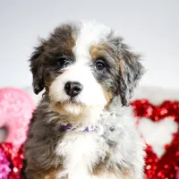NOLA, a female Miniature Bernedoodle for sale in New Haven, IN – Photo 3 of 4