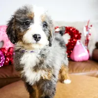 NOLA, a female Miniature Bernedoodle for sale in New Haven, IN – Photo 2 of 4