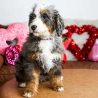 NOLA, a female Miniature Bernedoodle for sale in New Haven, IN – Photo 4 of 4