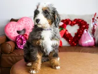 NOLA, a female Miniature Bernedoodle for sale in New Haven, IN – Photo 4 of 4