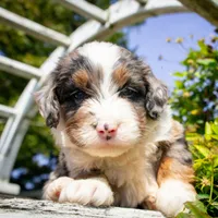 Bagel, a male Miniature Bernedoodle for sale in New Haven, IN – 1 of 1