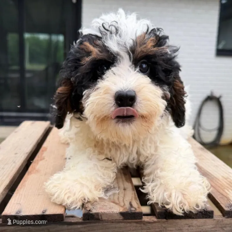 Malachite – Miniature Bernedoodle puppy for sale in New Haven, IN