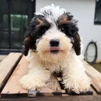 Malachite, a male Miniature Bernedoodle for sale in New Haven, IN – 1 of 1
