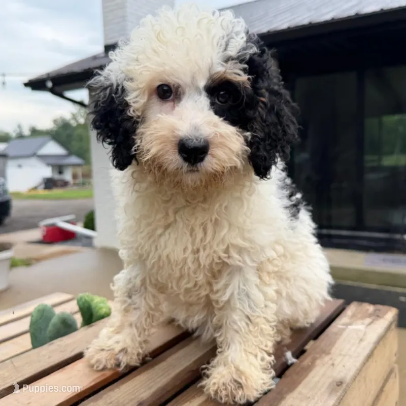 Sapphire – Miniature Bernedoodle puppy for sale in New Haven, IN