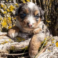 Brioche, a female Miniature Bernedoodle for sale in New Haven, IN – 1 of 1