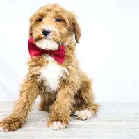BOSS, a male Miniature Goldendoodle for sale in New Haven, IN – Photo 3 of 4