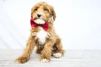 BOSS, a male Miniature Goldendoodle for sale in New Haven, IN – Photo 3 of 4