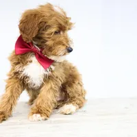 BOSS, a male Miniature Goldendoodle for sale in New Haven, IN – Photo 4 of 4