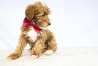 BOSS, a male Miniature Goldendoodle for sale in New Haven, IN – Photo 4 of 4