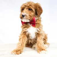 BOSS, a male Miniature Goldendoodle for sale in New Haven, IN – Photo 2 of 4