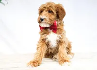 BOSS, a male Miniature Goldendoodle for sale in New Haven, IN – Photo 2 of 4