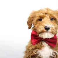 BOSS, a male Miniature Goldendoodle for sale in New Haven, IN – Photo 1 of 4