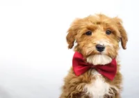 BOSS, a male Miniature Goldendoodle for sale in New Haven, IN – Photo 1 of 4