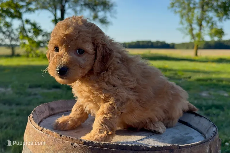 Parmesan – Miniature Goldendoodle puppy for sale in New Haven, IN