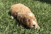 Stephanie, a female Miniature Goldendoodle for sale in New Haven, IN – 3 of 3
