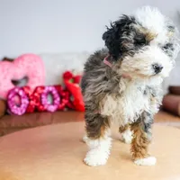 MIA, a female Miniature Bernedoodle for sale in New Haven, IN – Photo 1 of 3