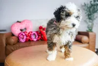 MIA, a female Miniature Bernedoodle for sale in New Haven, IN – Photo 1 of 3