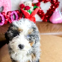 MIA, a female Miniature Bernedoodle for sale in New Haven, IN – Photo 2 of 3