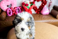 MIA, a female Miniature Bernedoodle for sale in New Haven, IN – Photo 2 of 3