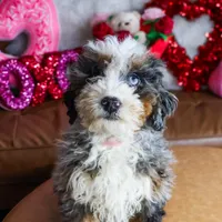MIA, a female Miniature Bernedoodle for sale in New Haven, IN – Photo 3 of 3