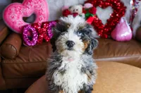 MIA, a female Miniature Bernedoodle for sale in New Haven, IN – Photo 3 of 3