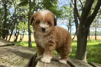 Brooke, a female Miniature Goldendoodle for sale in New Haven, IN – 3 of 3