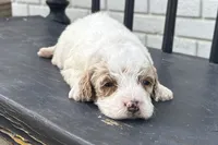 Lina, a female Miniature Goldendoodle for sale in New Haven, IN – 2 of 3