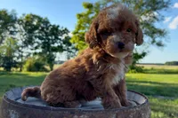 Gouda, a female Miniature Goldendoodle for sale in New Haven, IN – 2 of 3