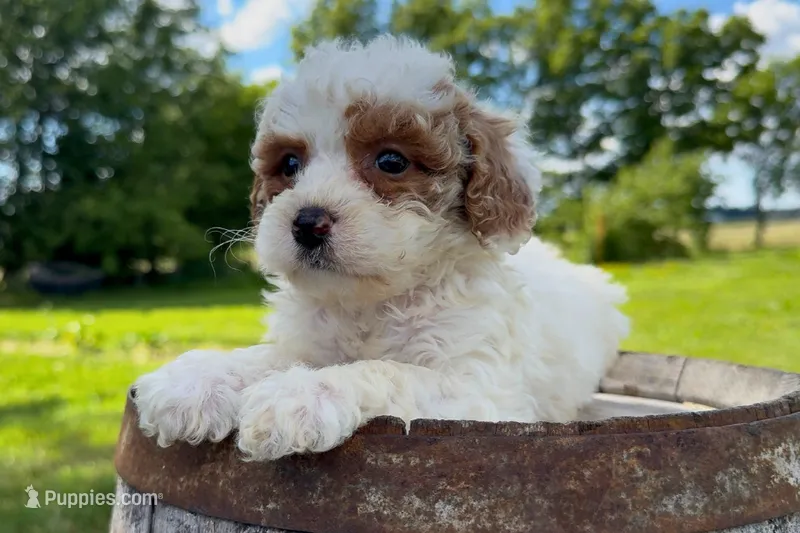 Lina – Miniature Goldendoodle puppy for sale in New Haven, IN