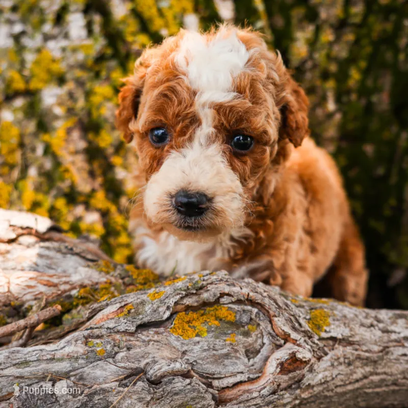 Harper – Miniature Goldendoodle puppy for sale in New Haven, IN