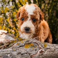 Harper, a female Miniature Goldendoodle for sale in New Haven, IN – 1 of 1