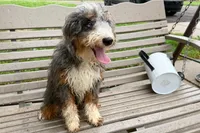 Dante, a male Miniature Bernedoodle for sale in New Haven, IN – 3 of 3