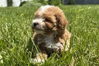 Keith, a male Miniature Goldendoodle for sale in New Haven, IN – 3 of 3