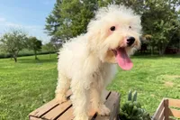 Pretzel, a male Miniature Bernedoodle for sale in New Haven, IN – 3 of 3