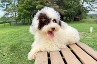 Taco, a male Miniature Bernedoodle for sale in New Haven, IN – 2 of 3