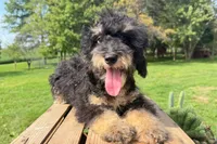 Bacon, a male Miniature Bernedoodle for sale in New Haven, IN – 2 of 3