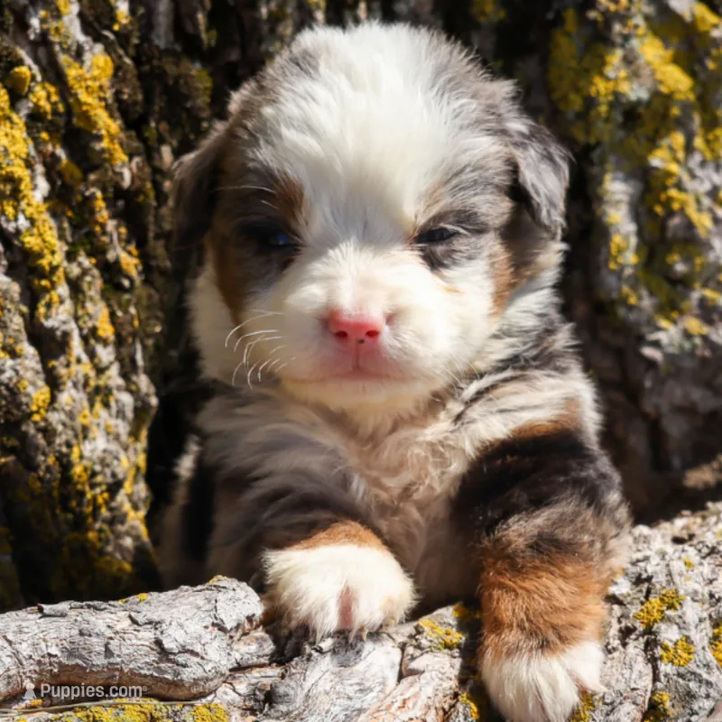 Muffin – Miniature Bernedoodle puppy for sale in New Haven, IN