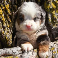Muffin, a female Miniature Bernedoodle for sale in New Haven, IN – 1 of 1