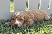 Stephanie, a female Miniature Goldendoodle for sale in New Haven, IN – 2 of 3