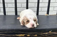Lina, a female Miniature Goldendoodle for sale in New Haven, IN – 3 of 3