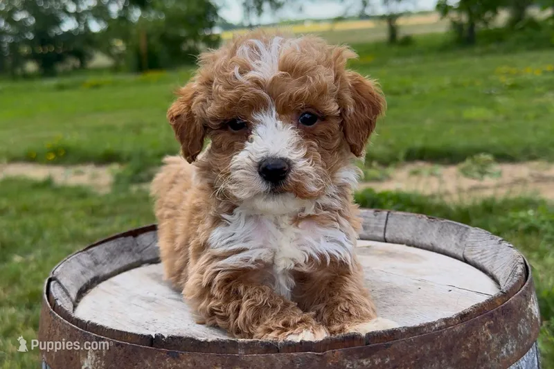 Daniel – Miniature Goldendoodle puppy for sale in New Haven, IN