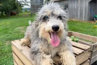 Cheddar, a male Miniature Bernedoodle for sale in New Haven, IN – 2 of 3